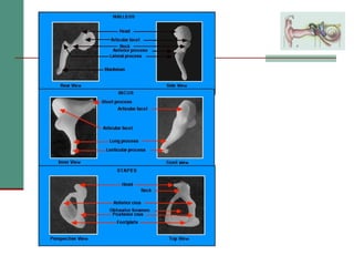 2(a) anatomy and physiology of the peripheral and central auditory ...