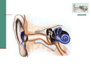 2(a) anatomy and physiology of the peripheral and central auditory ...
