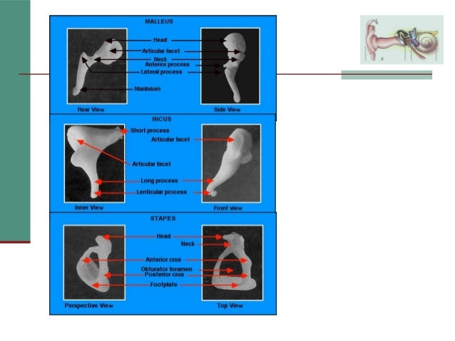 College Anatomy Physiology Natural Science College Anatomy Physiology Natural Science