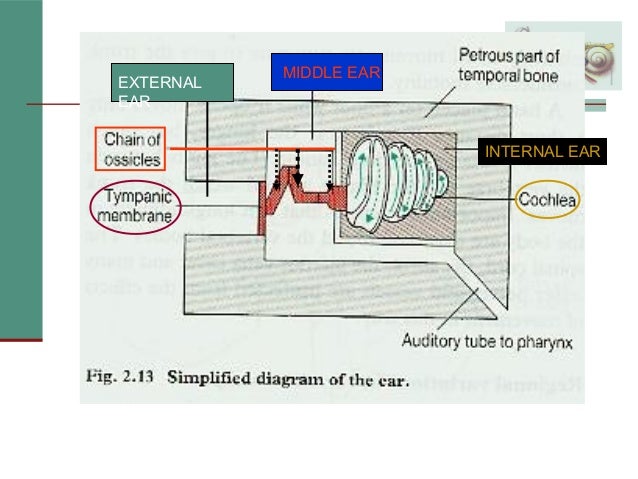 131 Ear Diagram - Human Body Anatomy