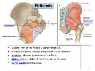 2 Abdomen and Pelvis.pptx111111111111111111111111 | PPT