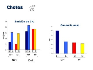 D+1
0
5
10
15
20
25
L/kgDMI
ChotosChotos
k+ k- k+ k-
M+ M-
D+4
k+ k- k+ k-
M+ M-
Emisión de CH4
115
120
125
130
135
140
145
1 2 3 4
g/day
k+ k- k+ k-
M + M-
Ganancia peso
 