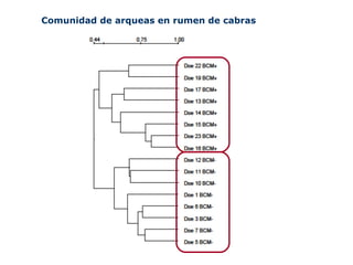 Comunidad de arqueas en rumen de cabras
 