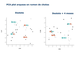PCA plot arqueas en rumen de chotos
Destete Destete + 4 meses
M+K+
M+K-
M-K+
M-K- M+K+
M+K-
M-K+
M-K-
 
