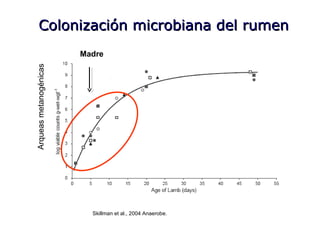 Colonización microbiana del rumenColonización microbiana del rumen
Arqueasmetanogénicas
Madre
Skillman et al., 2004 Anaerobe.
 