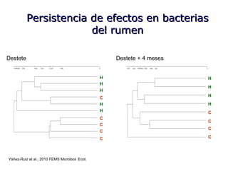 H
C
C
C
C
H
H
H
H
C
Destete
C
C
C
C
H
H
H
H
Destete + 4 meses
Yáñez-Ruiz et al., 2010 FEMS Microbiol. Ecol.
Persistencia de efectos en bacteriasPersistencia de efectos en bacterias
del rumendel rumen
 