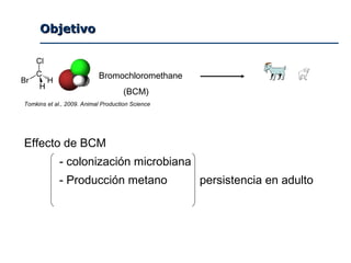ObjetivoObjetivo
Effecto de BCM
- colonización microbiana
- Producción metano persistencia en adulto
Bromochloromethane
(BCM)
Tomkins et al., 2009. Animal Production Science
 