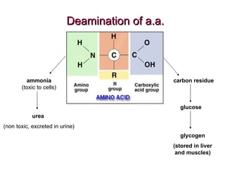 Chapter 6 Nutrition in Humans Lesson 2 - Absorption and Assimiliation | PPT