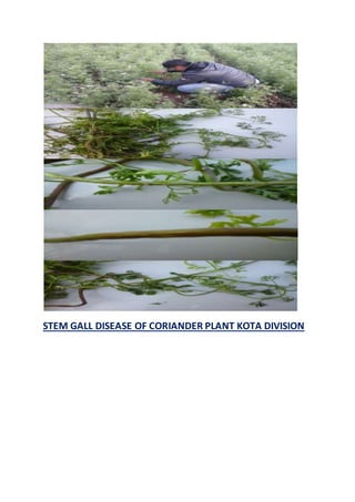 STEM GALL DISEASE OF CORIANDER PLANT KOTA DIVISION
 