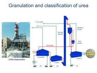 Granulation and classification of urea
 