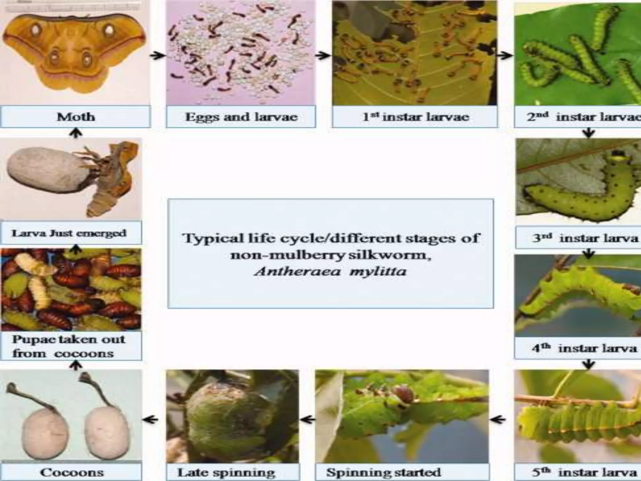 2 (a) chapter morphology and life cycle of silkworms species and their ...