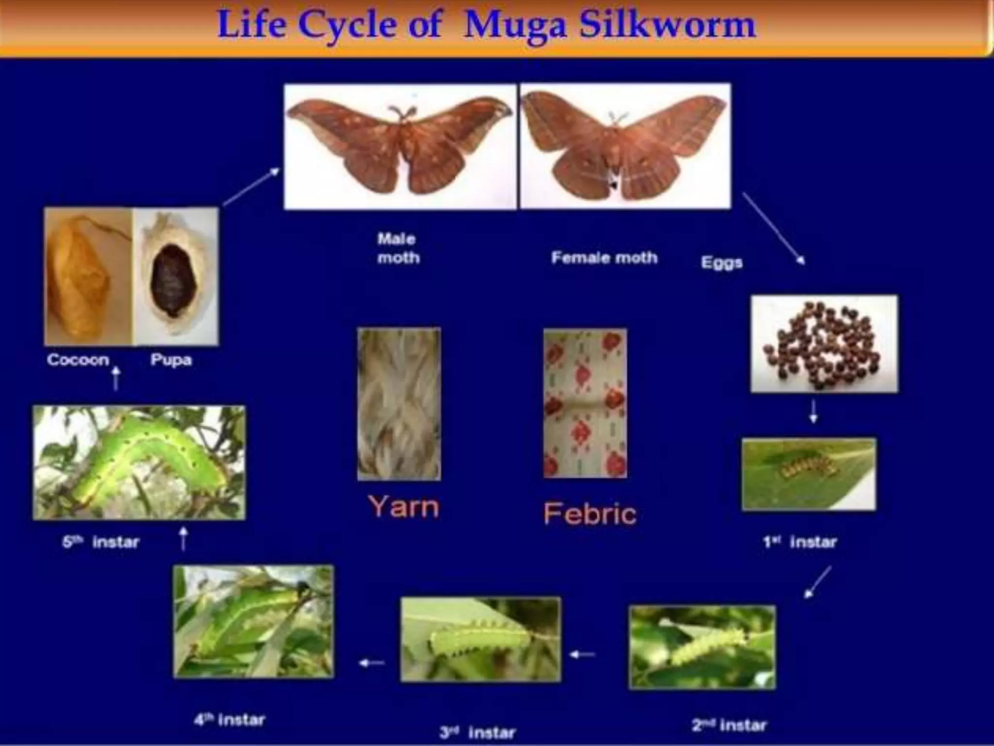 2 (a) chapter morphology and life cycle of silkworms species and their ...
