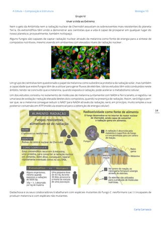 A Célula – Composição e Estrutura Biologia 10
Carla Carrasco
14
Grupo IV
Viver a Vida ao Extremo
Nem o gelo da Antártida nem a radiação nuclear de Chernobil assustam os sobreviventes mais resistentes do planeta
Terra. Os extremófilos têm vindo a demonstrar aos cientistas que a vida é capaz de prosperar em qualquer lugar do
nosso planeta e, provavelmente, também no Espaço.
Alguns fungos são capazes de captar radiação nuclear através da melanina como fonte de energia para a síntese de
compostos nutritivos, mesmo vivendo em ambientes com elevados níveis de radiação nuclear.
Um grupo de cientistas tem questionado o papel da melanina como substância protetora da radiação solar, mas também
a capacidade que estes fungos têm de a utilizar para gerar fluxos de eletrões. Vários estudos têm sido conduzidos neste
âmbito, tendo-se concluído que a melanina, quando exposta à radiação, pode acelerar o metabolismo celular.
Um dos estudos consistiu no isolamento de moléculas de melanina juntamente com NADH e ferricianeto, e registou-se
uma taxa de oxidação-redução elevada destes dois compostos, quando na presença de radiação. Assim, será lógico pen-
sar que, se a melanina consegue reduzir o NAD+
para NADH através da radiação, será, em princípio, muito simples a sua
posterior conversão em ATP (molécula essencial para a obtenção de energia celular).
Dadachova e os seus colaboradores trabalharam com espécies mutantes do fungo C. neoformans Lac (-) incapazes de
produzir melanina e com espécies não mutantes.
 