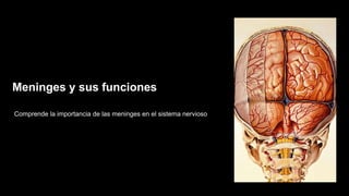Meninges y sus funciones
Comprende la importancia de las meninges en el sistema nervioso
 