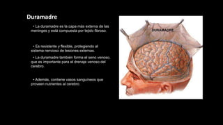 Duramadre
• La duramadre es la capa más externa de las
meninges y está compuesta por tejido fibroso.
• Es resistente y flexible, protegiendo al
sistema nervioso de lesiones externas.
• La duramadre también forma el seno venoso,
que es importante para el drenaje venoso del
cerebro.
• Además, contiene vasos sanguíneos que
proveen nutrientes al cerebro.
 