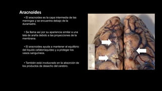 Aracnoides
• El aracnoides es la capa intermedia de las
meninges y se encuentra debajo de la
duramadre.
• Se llama así por su apariencia similar a una
tela de araña debido a las proyecciones de la
membrana.
• El aracnoides ayuda a mantener el equilibrio
del líquido cefalorraquídeo y a proteger los
vasos sanguíneos.
• También está involucrado en la absorción de
los productos de desecho del cerebro.
 