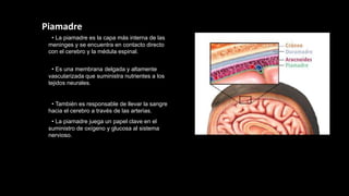 Piamadre
• La piamadre es la capa más interna de las
meninges y se encuentra en contacto directo
con el cerebro y la médula espinal.
• Es una membrana delgada y altamente
vascularizada que suministra nutrientes a los
tejidos neurales.
• También es responsable de llevar la sangre
hacia el cerebro a través de las arterias.
• La piamadre juega un papel clave en el
suministro de oxígeno y glucosa al sistema
nervioso.
 