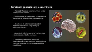 Funciones generales de las meninges
• Protección física del sistema nervioso central
contra lesiones externas.
• Amortiguación de los impactos y choques que
podrían dañar el cerebro y la médula espinal.
• Regulación de la temperatura cerebral
mediante la circulación sanguínea y la
distribución de calor.
• Aislamiento eléctrico que evita interferencias
y cortocircuitos entre las neuronas.
• Suministro y reabsorción del líquido
cefalorraquídeo, que actúa como amortiguador y
medio de transporte de nutrientes y desechos
metabólicos.
 