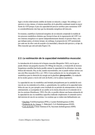 lugar a niveles relativamente estables de lactato en músculo y sangre. Sin embargo, si el
ejercicio es muy intenso, el sistema anaeróbico de la glucólisis continuará siendo la mayor
fuente de ATP porque el pico de capacidad del proceso aeróbico para suministrar ATP
es considerablemente más bajo que las demandas energéticas del músculo.

En resumen, cuantificar el potencial energético de un músculo comprende la medida de
tres procesos metabólicos distintos que forman la base de la regeneración del ATP. Los
tres sistemas energéticos no operan independientemente durante el ejercicio físico, sino
que trabajan juntos, al mismo tiempo; sin embargo, la proporción de ATP suministrado
por cada uno de ellos varía de acuerdo a la intensidad y duración del ejercicio y al tipo de
fibra muscular que está activada (Figura 2.4).




2.3. La estimación de la capacidad metabólica muscular.

La introducción de la técnica de la biopsia muscular (Bergström 1962), con la que se
puede obtener una pequeña muestra (10-100mg) de músculo, y el desarrollo de técnicas
bioquímicas sensibles han hecho posible estimar la capacidad de las diferentes vías meta-
bólicas del músculo. Hoy en día, usando micrométodos, esto se puede realizar incluso con
una sola fibra muscular (Chi y col. 1983). Como acabamos de ver, las principales vías
metabólicas para la obtención de energía son la glucólisis/ glucogenolisis y la oxidación
de los ácidos grasos a través del ciclo de Krebs y de la cadena respiratoria.

La capacidad de una vía metabólica está limitada principalmente por la cantidad de enzi-
mas de esa vía contenida en la célula; y, generalmente, los cambios en la capacidad meta-
bólica de una vía, por ejemplo como resultado de un período de entrenamiento o de des-
entrenamiento, se acompañan de un cambio en la misma dirección en el contenido de to-
dos los enzimas (Henriksson, 1992). Por ello, es posible obtener una buena estimación de
la capacidad de una vía metabólica específica midiendo simplemente el contenido (activi-
dad máxima) de una de sus enzimas. Los enzimas que se miden más habitualmente son:

    +Glucólisis: Fosfofructoquinasa (PFK) y Lactato Deshidrogenasa (LDH).
    +Oxidación de Ac. Grasos: 3- Hidroxiacil- CoA Deshidrogenasa (HAD).
    +Ciclo de Krebs: Citrato Sintetasa (CS), Succinato deshidrogenasa (SDH).




 Centro Olímpico de Estudios Superiores
 