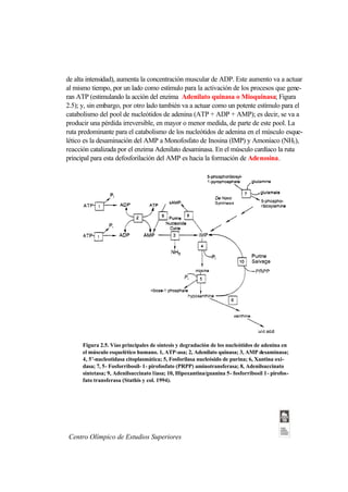 de alta intensidad), aumenta la concentración muscular de ADP. Este aumento va a actuar
al mismo tiempo, por un lado como estímulo para la activación de los procesos que gene-
ran ATP (estimulando la acción del enzima Adenilato quinasa o Mioquinasa; Figura
2.5); y, sin embargo, por otro lado también va a actuar como un potente estímulo para el
catabolismo del pool de nucleótidos de adenina (ATP + ADP + AMP); es decir, se va a
producir una pérdida irreversible, en mayor o menor medida, de parte de este pool. La
ruta predominante para el catabolismo de los nucleótidos de adenina en el músculo esque-
lético es la desaminación del AMP a Monofosfato de Inosina (IMP) y Amoníaco (NH3),
reacción catalizada por el enzima Adenilato desaminasa. En el músculo cardíaco la ruta
principal para esta defosforilación del AMP es hacia la formación de Adenosina.




      Figura 2.5. Vías principales de síntesis y degradación de los nucleótidos de adenina en
      el músculo esquelético humano. 1, ATP-asa; 2, Adenilato quinasa; 3, AMP desaminasa;
      4, 5’-nucleotidasa citoplasmática; 5, Fosforilasa nucleósido de purina; 6, Xantina oxi-
      dasa; 7, 5- Fosforribosil- 1- pirofosfato (PRPP) aminotransferasa; 8, Adenilsuccinato
      sintetasa; 9, Adenilsuccinato liasa; 10, Hipoxantina/guanina 5- fosforribosil 1- pirofos-
      fato transferasa (Stathis y col. 1994).




Centro Olímpico de Estudios Superiores
 