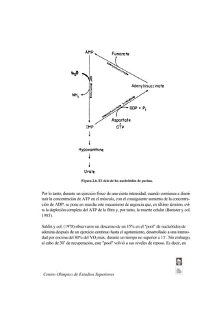 Figura 2.6. El ciclo de los nucleótidos de purina.


Por lo tanto, durante un ejercicio físico de una cierta intensidad, cuando comienza a dismi-
nuir la concentración de ATP en el músculo, con el consiguiente aumento de la concentra-
ción de ADP, se pone en marcha este mecanismo de urgencia que, en último término, evi-
ta la depleción completa del ATP de la fibra y, por tanto, la muerte celular (Banister y col.
1985).

Sahlin y col. (1978) observaron un descenso de un 15% en el "pool" de nucleótidos de
adenina después de un ejercicio continuo hasta el agotamiento, desarrollado a una intensi-
dad por encima del 80% del VO 2max, durante un tiempo no superior a 13’. Sin embargo,
al cabo de 30’ de recuperación, este "pool" volvió a sus niveles de reposo. Es decir, en




 Centro Olímpico de Estudios Superiores
 
