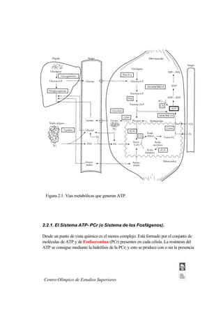 Figura 2.1. Vías metabólicas que generan ATP.




2.2.1. El Sistema ATP- PCr (o Sistema de los Fosfágenos).

Desde un punto de vista químico es el menos complejo. Está formado por el conjunto de
moléculas de ATP y de Fosfocreatina (PCr) presentes en cada célula. La resíntesis del
ATP se consigue mediante la hidrólisis de la PCr; y esto se produce con o sin la presencia




Centro Olímpico de Estudios Superiores
 