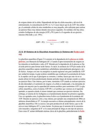 de oxígeno dentro de la célula. Dependiendo del tipo de célula muscular y del nivel de
entrenamiento, la concentración de PCr es 3 a 5 veces mayor que la de ATP. Sin embar-
go, el contenido celular de estos metabolitos es muy pequeño, sólo suficiente para realizar
un ejercicio físico muy intenso durante unos pocos segundos. En realidad, sólo hay alma-
cenados fosfágenos de alta energía (ATP y PCr) para 6 a 8 segundos de un ejercicio
máximo (McArdle y col. 1991).

                                        Creatin Quinasa
                        ADP + PCr <----------------> ATP + Cr
                                            Mg 2+




2.2.2. El Sistema de la Glucólisis Anaeróbica (o Sistema del Ácido Lácti-
co).

La glucólisis anaeróbica (Figura 2.1) consiste en la degradación de la glucosa en ácido
pirúvico, con liberación de hidrógeno (H+). Cuando el aprovisionamiento de oxígeno en
los músculos es insuficiente o nulo, el H+ liberado por la degradación de la glucosa se fija
al ácido pirúvico para formar ácido láctico. Es decir, la resíntesis de ATP por medio de la
glucólisis anaeróbica supone metabolizar carbohidratos (principalmente glucógeno) a áci-
do láctico. Aunque con esta vía energética se puede regenerar una gran cantidad de ATP
por unidad de tiempo, la gran acidosis metabólica que resulta por la acumulación de lacta-
to, la rapidez con la que el glucógeno se consume, o ambas, hacen que esta vía no se
pueda utilizar de forma predominante durante períodos largos de tiempo cuando se realiza
un ejercicio físico. Este sistema, por lo tanto, suministra ATP cuando se realizan ejercicios
de alta intensidad y el suministro de oxígeno a la célula es inadecuado, o las demandas de
energía son mayores que la capacidad del sistema aeróbico para suministrar ATP. La glu-
cólisis anaeróbica, como el sistema ATP-PCr y el aeróbico que veremos en el siguiente
apartado, es operativa desde el mismo instante que comienza un ejercicio máximo. Sin
embargo, el sistema de los fosfágenos es el predominante durante los primeros segundos.
Una vez agotados estos, la glucólisis toma el relevo en el predominio de la resíntesis del
ATP. Durante un ejercicio corto y muy intenso, por ejemplo una competición de 200m en
atletismo desarrollada en 25”, la energía necesaria se obtiene principalmente a través de la
glucólisis anaeróbica. Ello se asocia a una gran producción de ácido láctico, que se dis-
ocia en iones hidrógeno (H+) e iones lactato. Se piensa que el aumento de la concentra-
ción muscular y sanguínea de H+ es la causa principal de fatiga en este tipo de ejercicio.
Estos iones H+ actúan inhibiendo enzimas claves de la glucólisis, particularmente la fosfo-




 Centro Olímpico de Estudios Superiores
 