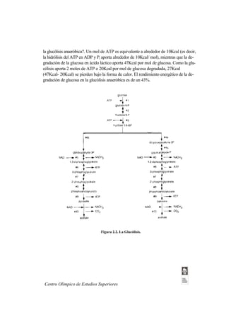 la glucólisis anaeróbica?. Un mol de ATP es equivalente a alrededor de 10Kcal (es decir,
la hidrólisis del ATP en ADP y Pi aporta alrededor de 10Kcal/ mol), mientras que la de-
gradación de la glucosa en ácido láctico aporta 47Kcal por mol de glucosa. Como la glu-
cólisis aporta 2 moles de ATP o 20Kcal por mol de glucosa degradada, 27Kcal
(47Kcal- 20Kcal) se pierden bajo la forma de calor. El rendimiento energético de la de-
gradación de glucosa en la glucólisis anaeróbica es de un 43%.




                                 Figura 2.2. La Glucólisis.




Centro Olímpico de Estudios Superiores
 