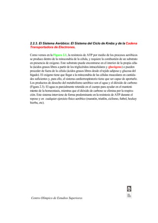 2.2.3. El Sistema Aeróbico: El Sistema del Ciclo de Krebs y de la Cadena
Transportadora de Electrones.

Como vemos en la Figura 2.1, la resíntesis de ATP por medio de los procesos aeróbicos
se produce dentro de la mitocondria de la célula, y requiere la combustión de un substrato
en presencia de oxígeno. Este substrato puede encontrarse en el interior de la propia célu-
la (ácidos grasos libres a partir de los triglicéridos intracelulares y glucógeno) o pueden
proceder de fuera de la célula (ácidos grasos libres desde el tejido adiposo y glucosa del
hígado). El oxígeno tiene que llegar a la mitocondria de las células musculares en cantida-
des suficientes y, para ello, el sistema cardiorrespiratorio tiene que ser capaz de aportarlo.
Los productos de desecho del metabolismo aeróbico son el agua y el dióxido de carbono
(Figura 2.3). El agua es parcialmente retenida en el cuerpo para ayudar en el manteni-
miento de la homeostasis, mientras que el dióxido de carbono se elimina por la respira-
ción. Este sistema interviene de forma predominante en la resíntesis de ATP durante el
reposo y en cualquier ejercicio físico aeróbico (maratón, triatlón, ciclismo, futbol, hockey
hierba, etc).




 Centro Olímpico de Estudios Superiores
 
