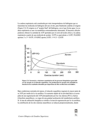La cadena respiratoria está constituida por siete transportadores de hidrógeno que se
transmiten las moléculas de hidrógeno del uno al otro, para finalmente cederlas al oxígeno
(Figura 2.3). El oxígeno es el "aceptor final" del hidrógeno, con el que forma agua. La ca-
dena respiratoria es una vía metabólica extremadamente interesante. Si hacemos cálculos
podemos obtener la cantidad de ATP aportados por el ciclo del ácido cítrico y la cadena
respiratoria a partir de una molécula de acetato: 1GTP es equivalente a 1ATP; 3NADH2
aportan 3 x 3= 9ATP; 1FADH2 aporta 2ATP; 1+9+2= 12ATP.




      Figura 2.4. Secuencia y relaciones cuantitativas de los procesos bioquímicos generado-
      res de energía en el músculo esquelético. Lla producción de energía está calculada en
      función de los resultados obtenidos por deportistas de élite en diferentes actividades.



Bajo condiciones normales de reposo, el músculo esquelético regenera la mayor parte de
su ATP por medio de la vía aeróbica. Un aumento rápido de la actividad física se acom-
paña de una regeneración del ATP principalmente por las vías aláctica (PCr) y láctica
(Glucólisis anaeróbica), y se sigue de una gradual aceleración del metabolismo aeróbico.
Si la tasa de utilización energética es similar a la tasa de regeneración por la vía aeróbica,
la contribución de los dos sistemas anaeróbicos se reducen proporcionalmente, dando




 Centro Olímpico de Estudios Superiores
 