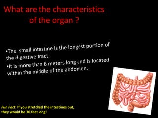 What are the characteristics of the organ ? The  small intestine is the longest portion of the digestive tract. It is more than 6 meters long and is located within the middle of the abdomen. Fun Fact : If you stretched the intestines out, they would be 30 feet long! 