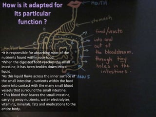It is responsible for absorbing most of the nutrients found within your food.  When the digested food reaches the small intestine, it has been broken down into a liquid.  As this liquid flows across the inner surface of the small intestine , nutrients within the food come into contact with the many small blood vessels that surround the small intestine. This blood then leaves the small intestine, carrying away nutrients, water electrolytes, vitamins, minerals, fats and medications to the entire body. 