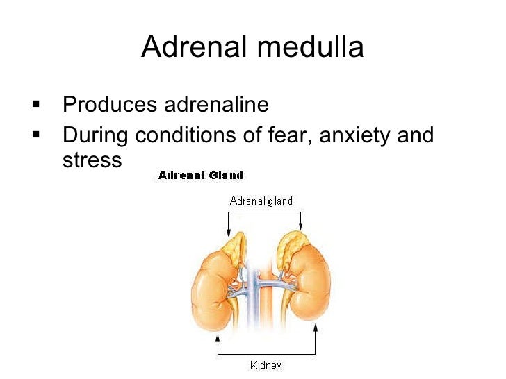 adrenaline function adrenaline function