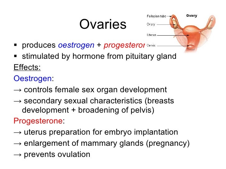 What organ produces adrenaline? - powerpointban.web.fc2.com