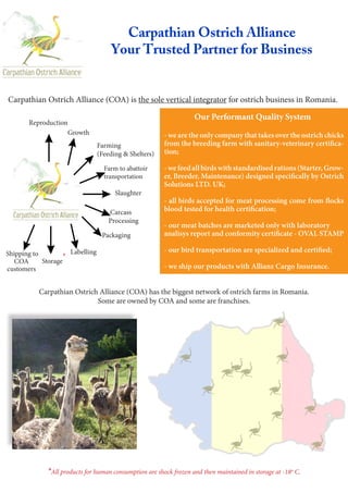 Carpathian Ostrich Alliance (COA) has the biggest network of ostrich farms in Romania.
Some are owned by COA and some are franchises.
Carpathian Ostrich Alliance
Your Trusted Partner for Business
Carpathian Ostrich Alliance (COA) is the sole vertical integrator for ostrich business in Romania.
Reproduction
Growth
Farming
(Feeding & Shelters)
Farm to abattoir
transportation
Carcass
Processing
Slaughter
Packaging
Labelling
Storage
*
Our Performant Quality System
- we are the only company that takes over the ostrich chicks
from the breeding farm with sanitary-veterinary certifica-
tion;
- we feed all birds with standardised rations (Starter, Grow-
er, Breeder, Maintenance) designed specifically by Ostrich
Solutions LTD. UK;
- all birds accepted for meat processing come from flocks
blood tested for health certification;
- our meat batches are marketed only with laboratory
analisys report and conformity certificate - OVAL STAMP
- our bird transportation are specialized and certified;
- we ship our products with Allianz Cargo Insurance.
*All products for human consumption are shock frozen and then maintained in storage at -18­o
C.
Shipping to
COA
customers
 