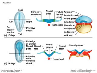 Head 
Human Anatomy and Physiology, 7e 
by Elaine Marieb & Katja Hoehn 
Neural Neural groove 
fold 
Copyright © 2007 Pearson Education, Inc., 
publishing as Benjamin Cummings. 
Neurulation 
(a) 17 days 
(b) 19 days 
Amnion 
Amniotic cavity 
Neural plate 
Ectoderm 
Mesoderm 
Notochord 
Endoderm 
Surface 
ectoderm 
Tail Yolk sac 
Cut 
edge of 
amnion 
Primitive 
streak 
Neural 
plate 
Future 
neural 
crest 
Notochord 
Notochord 
Cut edge 
of amnion 
Neural 
plate 
Primitive 
node 
Primitive 
streak 
Neural 
groove Neural 
crest 
Left Right 
 