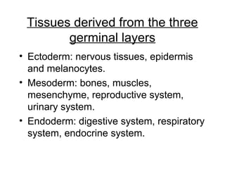 Tissues derived from the three 
germinal layers 
• Ectoderm: nervous tissues, epidermis 
and melanocytes. 
• Mesoderm: bones, muscles, 
mesenchyme, reproductive system, 
urinary system. 
• Endoderm: digestive system, respiratory 
system, endocrine system. 
 