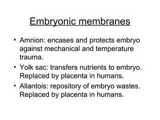Embryonic membranes 
• Amnion: encases and protects embryo 
against mechanical and temperature 
trauma. 
• Yolk sac: transfers nutrients to embryo. 
Replaced by placenta in humans. 
• Allantois: repository of embryo wastes. 
Replaced by placenta in humans. 
 
