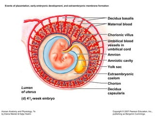 Events of placentation, early embryonic development, and extraembryonic membrane formation 
Human Anatomy and Physiology, 7e 
by Elaine Marieb & Katja Hoehn 
Decidua basalis 
Maternal blood 
Chorionic villus 
Umbilical blood 
vessels in 
umbilical cord 
Amnion 
Amniotic cavity 
Yolk sac 
Extraembryonic 
coelom 
Chorion 
Decidua 
capsularis 
Copyright © 2007 Pearson Education, Inc., 
publishing as Benjamin Cummings. 
Lumen 
of uterus 
(d) 41 / 2 - week embryo 
 