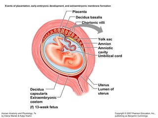Extraembryonic 
coelom 
Human Anatomy and Physiology, 7e 
by Elaine Marieb & Katja Hoehn 
Copyright © 2007 Pearson Education, Inc., 
publishing as Benjamin Cummings. 
Events of placentation, early embryonic development, and extraembryonic membrane formation 
Placenta 
Decidua basalis 
Chorionic villi 
Yolk sac 
Amnion 
Amniotic 
cavity 
Umbilical cord 
Uterus 
Lumen of 
uterus 
Decidua 
capsularis 
(f) 13-week fetus 
 
