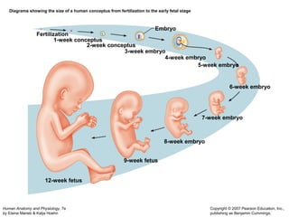 Human Anatomy and Physiology, 7e 
by Elaine Marieb & Katja Hoehn 
Copyright © 2007 Pearson Education, Inc., 
publishing as Benjamin Cummings. 
Diagrams showing the size of a human conceptus from fertilization to the early fetal stage 
Fertilization 
1-week conceptus 
2-week conceptus 
Embryo 
3-week embryo 
4-week embryo 
5-week embryo 
6-week embryo 
7-week embryo 
8-week embryo 
9-week fetus 
12-week fetus 
 