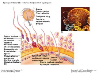 Sperm nucleus 
Acrosome 
Acrosomal 
reaction 
Granulosa cells 
of corona radiata 
Zona pellucida 
Extracellular 
space 
Oocyte plasma 
membrane 
Cortical granule 
Human Anatomy and Physiology, 7e 
by Elaine Marieb & Katja Hoehn 
Copyright © 2007 Pearson Education, Inc., 
publishing as Benjamin Cummings. 
Sperm penetration and the cortical reaction (slow block to polyspermy 
Sperm 
Corona radiata 
Zona pellucida 
First polar body 
Fusion of oocyte 
and sperm plasma 
membranes 
Cortical 
reaction 
Sperm nucleus engulfed 
by oocyte cytoplasm 
Oocyte cytoplasm 
Oocyte in 
second meiotic 
division 
(a) 
(b) 
 