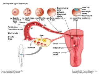 (a) (b) (c) (d) (e) 
Sperm 
Human Anatomy and Physiology, 7e 
by Elaine Marieb & Katja Hoehn 
Copyright © 2007 Pearson Education, Inc., 
publishing as Benjamin Cummings. 
Degenerating 
zona 
pellucida 
Blastocyst 
cavity 
Inner cell 
mass 
Blastocyst 
cavity 
Trophoblast 
Zygote 
(fertilized 
egg) 
4-cell stage 
2 days 
Morula 
3 days 
Early blastocyst 
4 days 
Implanting blastocyst 
6 days 
Uterus 
Ovulation Endometrium 
Cavity of 
uterus 
Ovary 
Fertilization 
(sperm meets egg) 
Uterine tube 
Oocyte 
(egg) 
(a) 
(b) 
(c) 
(d) 
(e) 
Cleavage from zygote to blastocyst 
 