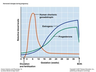 0 4 8 12 16 20 24 28 32 36 
Human Anatomy and Physiology, 7e 
by Elaine Marieb & Katja Hoehn 
Copyright © 2007 Pearson Education, Inc., 
publishing as Benjamin Cummings. 
Hormonal changes during pregnancy 
Ovulation 
and fertilization 
Birth 
Human chorionic 
gonadotropin 
Progesterone 
Estrogens 
Gestation (weeks) 
Relavtive blood levels 
 