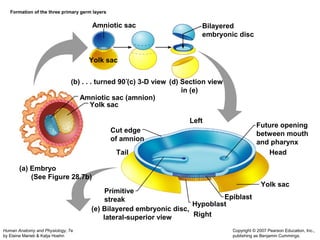 Human Anatomy and Physiology, 7e 
by Elaine Marieb & Katja Hoehn 
Future opening 
between mouth 
and pharynx 
Head 
Copyright © 2007 Pearson Education, Inc., 
publishing as Benjamin Cummings. 
Formation of the three primary germ layers 
Bilayered 
embryonic disc 
Amniotic sac 
Yolk sac 
Amniotic sac (amnion) 
Yolk sac 
Cut edge 
of amnion 
Left 
Tail 
Primitive 
streak Hypoblast 
Right 
Epiblast 
Yolk sac 
(b) . . . turned 90˚(c) 3-D view (d) Section view 
in (e) 
(a) Embryo 
(See Figure 28.7b) 
(e) Bilayered embryonic disc, 
lateral-superior view 
 
