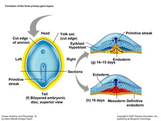 Human Anatomy and Physiology, 7e 
by Elaine Marieb & Katja Hoehn 
Copyright © 2007 Pearson Education, Inc., 
publishing as Benjamin Cummings. 
Formation of the three primary germ layers 
Head 
Cut edge 
of amnion 
Yolk sac 
(cut edge) 
Left Right 
Sections 
Tail 
Primitive streak 
Primitive 
streak 
Endoderm 
Mesoderm Definitive 
endoderm 
Epiblast 
Hypoblast 
Ectoderm 
(f) Bilayered embryonic 
disc, superior view 
(g) 14–15 days 
(h) 16 days 
 