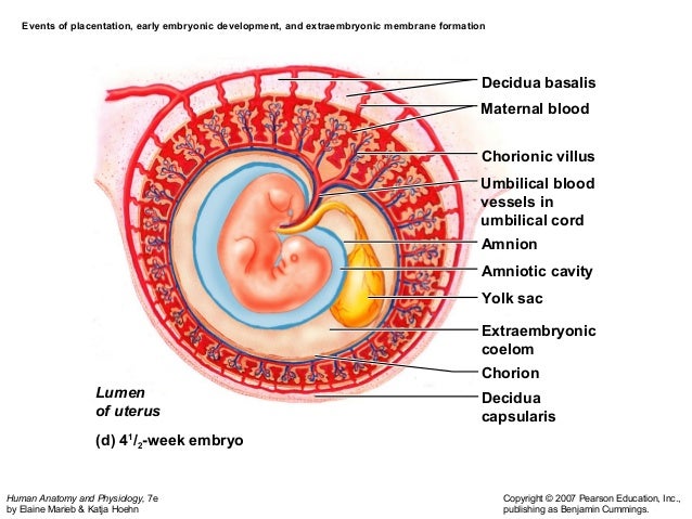 Embryonal Blood Development 2a embryonic development