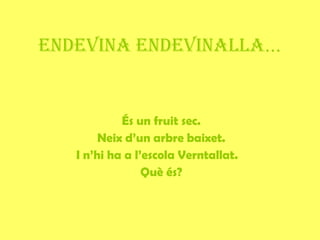 ENDEVINA ENDEVINALLA ...   És un fruit sec. Neix d’un arbre baixet. I n’hi ha a l’escola Verntallat.   Què és? 