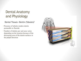 Anatomy of tooth | PDF