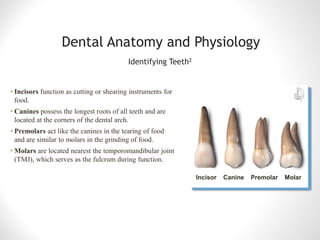 Toeeth Anatomy of tooth | PDF